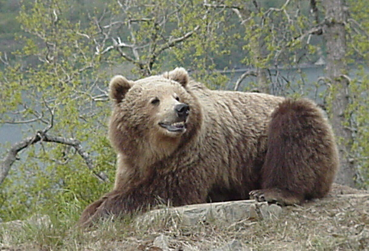 A bear is sitting on the ground near some trees.