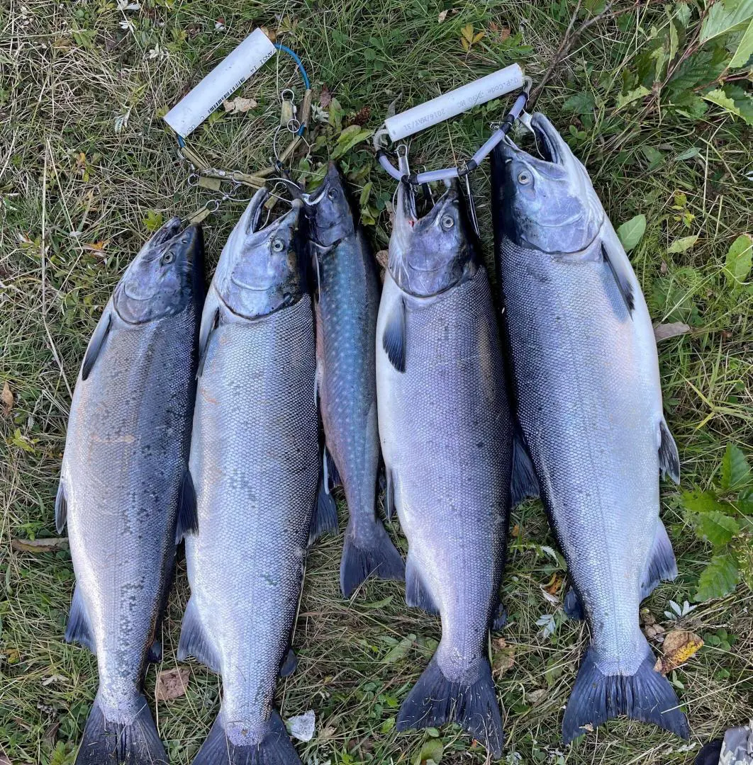 A group of fish that are laying on the ground.